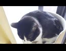 ムギュムギュ動画