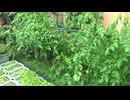 トマト：雨風で折れました。