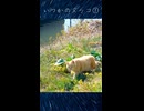 いつか見たトラ猫