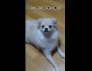 急に人間が犬語で喋って驚く犬