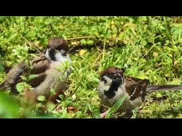 初夏のやつ～ら　その3　スズメ動画