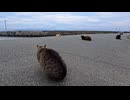 【猫島】道に猫が落ちすぎて前に進めないｗｗｗ