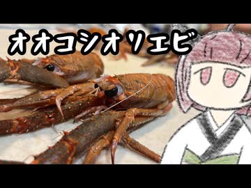 オオコシオリエビを食べましょう【きりたんのテキトークッキング】