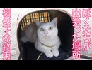 見送った猫たち、桜の下の約束