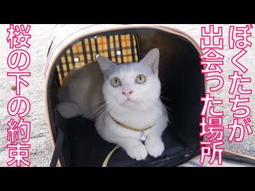 見送った猫たち、桜の下の約束