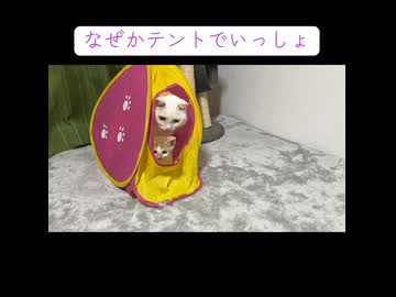 なかよしな猫じいちゃんと孫