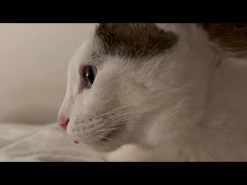 ミッドナイトとり