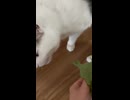 レタスくん