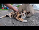 撫でたら腰トントン催促→最後のびーーーっ！三毛猫の可愛さが限界突破ｗ