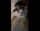 毎日こつこつ