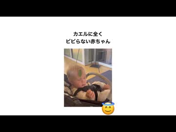 カエルカエルカエルカエルカエルカエルカエルカエルカエルカエルカエルカエルカエルカエルカエル