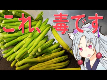 生鮮の金針菜炒めをボロボロ日本語で作る【VOICEROID 東北イタコ】