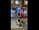夜の繁華街の猫