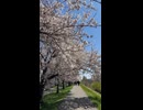 桜が見頃を迎えた「新川さくら並木」 in 札幌 - 2026年4月25日 (Short video)