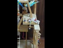間にインコ　ショート動画2026 6 21
