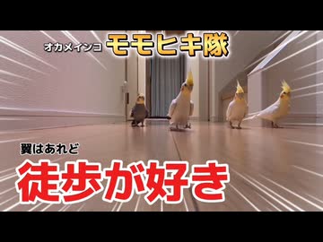 【吉報】翼はあるけどあえて徒歩！愛くるしいオカメ行進がこちら