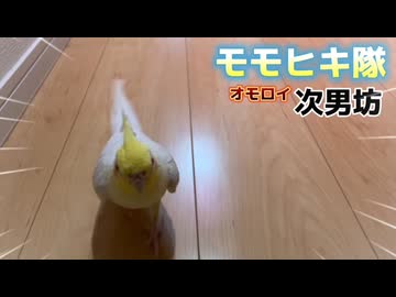 朝からハシゴ渋滞！？主役ろくの災難が面白すぎるｗｗ