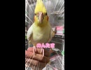 消灯拒否！オカメインコ4名モモヒキ隊‼️の夜のわがまま劇場