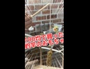 釣りゲーでオカメインコを釣ってみたｗ