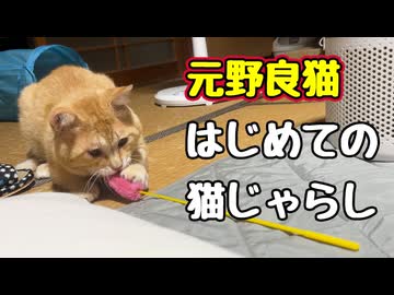 どんどん家猫に なっていく 【元野良猫】