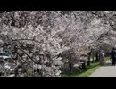 桜が見応え満点の「新川さくら並木」 in 札幌 - 2026年4月25日 (Full HD)