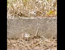 生まれたばかりのヒナが初めての段差に挑戦【野鳥観察】コチドリの雛