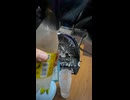 ボンベイサファイアでジントニックを作って飲むだけ