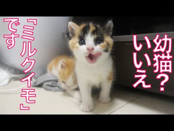 よちよち幼猫姉弟、ミルクイモとなる