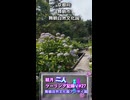 【ショート動画】結月二人　ツーリング記録V#27 舞鶴自然文化園　アジサイ園