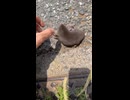 ホモと見る土が無くてパニックになるモグラ