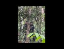 Average day of Thai and Cambodian troops meeting in the jungle: trash talk and trolling.