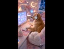 犬、深夜にデスクワークする【ASMR】