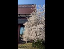 札幌市教育文化会館にて鑑賞した満開の桜 - 2026年4月25日 (Short video)