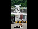 漁港に現れる“魚待ち猫”たちが可愛すぎて尊い