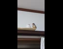 キンカチョウのお気に入りショート動画　2026 6 22