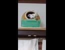 巣に入る十姉妹のショート動画　2026 6 22