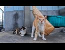 三毛猫を撫でようとした結果→茶トラが全力で割り込んできたｗ