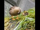 母カモのお腹に潜り込む甘えん坊ヒナ【カルガモ親子】