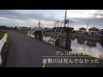 【グレコ釣り教室＠ママ週4でパートへ】倉敷川は死んでなかった【47〜8センチ？】