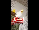 「おい、今すぐ撫でろ」飼い主にカキカキを強要する鳥の圧が凄いｗ