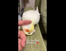 デレからの急転直下！情緒が迷子なオカメインコ