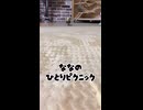 スタスタ歩くオカメが可愛すぎて、ずっと見てられる