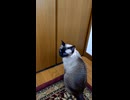 クローゼットに入れてもらえなかった夢様