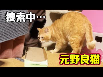 【元野良猫】どんくさい疑惑
