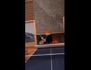 【VR卓球】フェイントマン