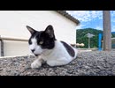 渡船場で帰りのフェリーを待っていたら猫がお別れの挨拶に来てくれた…泣ける