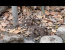 【東武動物公園】ヒナちゃんたちののんびりタイム【オシドリ】