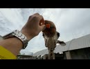 【霞ケ浦どうぶつとみんなのいえ】ニコ君へニンジンのプレゼント【キリン】