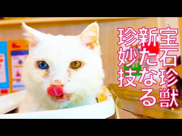 闘病の宝石珍獣、桜の季節に新技を出す