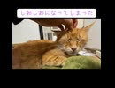 しょっぱすぎるボス猫